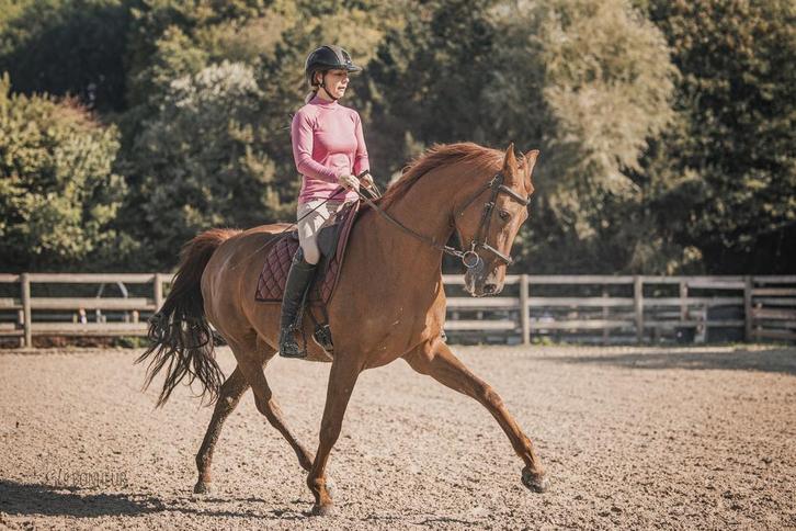 Etalon niveau saint george, Animaux & Accessoires, Chevaux & Poneys | Brides & Harnachement, Enlèvement ou Envoi