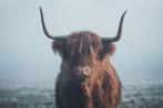 Schotse Hooglanders, Dieren en Toebehoren, Runderen, Mannelijk, 0 tot 2 jaar