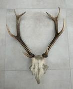 Hertengewei op plank - gewei edelhert 47 cm, Verzamelen, Dierenverzamelingen, Ophalen of Verzenden, Gebruikt, Hert, Gewei of Kop