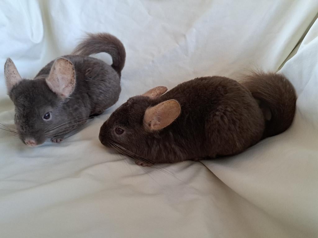2 Chinchilla male, Animaux & Accessoires, Rongeurs, Chinchilla, Mâle, Mars, Domestique