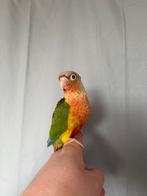 Conure eam pyrrhura, Animaux & Accessoires, Mâle, Perroquet