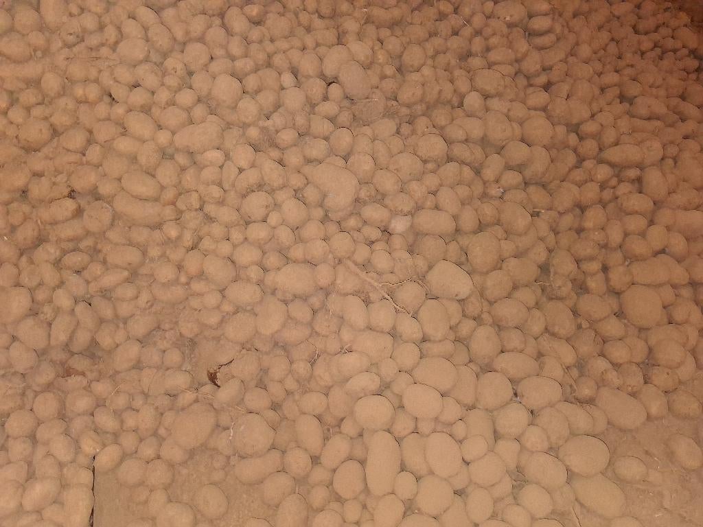 Jelly en Alegria aardappelen, Ophalen