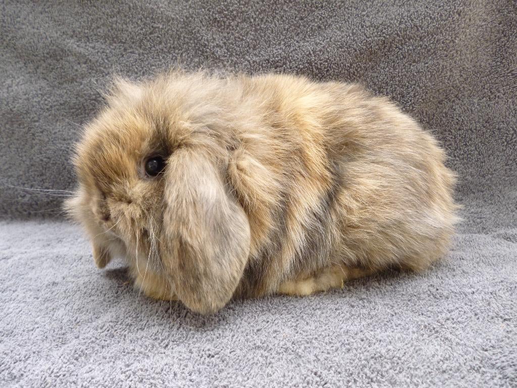 2 schattige zindelijke Nederlandse dwerghangoortjes en HOK, Animaux & Accessoires, Lapins, Petit, Femelle, 0 à 2 ans, Oreilles tombantes