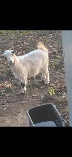 Geitenbukje crème, Mâle, Chèvre, 0 à 2 ans