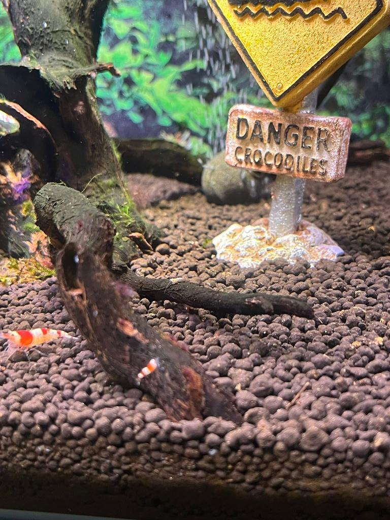 Crystal red garnalen., Dieren en Toebehoren, Kreeft, Krab of Garnaal, Zoetwatervis, Schoolvis