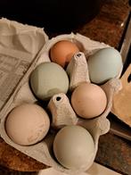 Broedeieren Indische loopeenden te koop