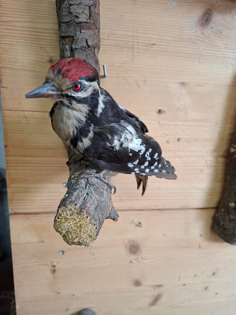 bonte specht, Verzamelen, Ophalen of Verzenden