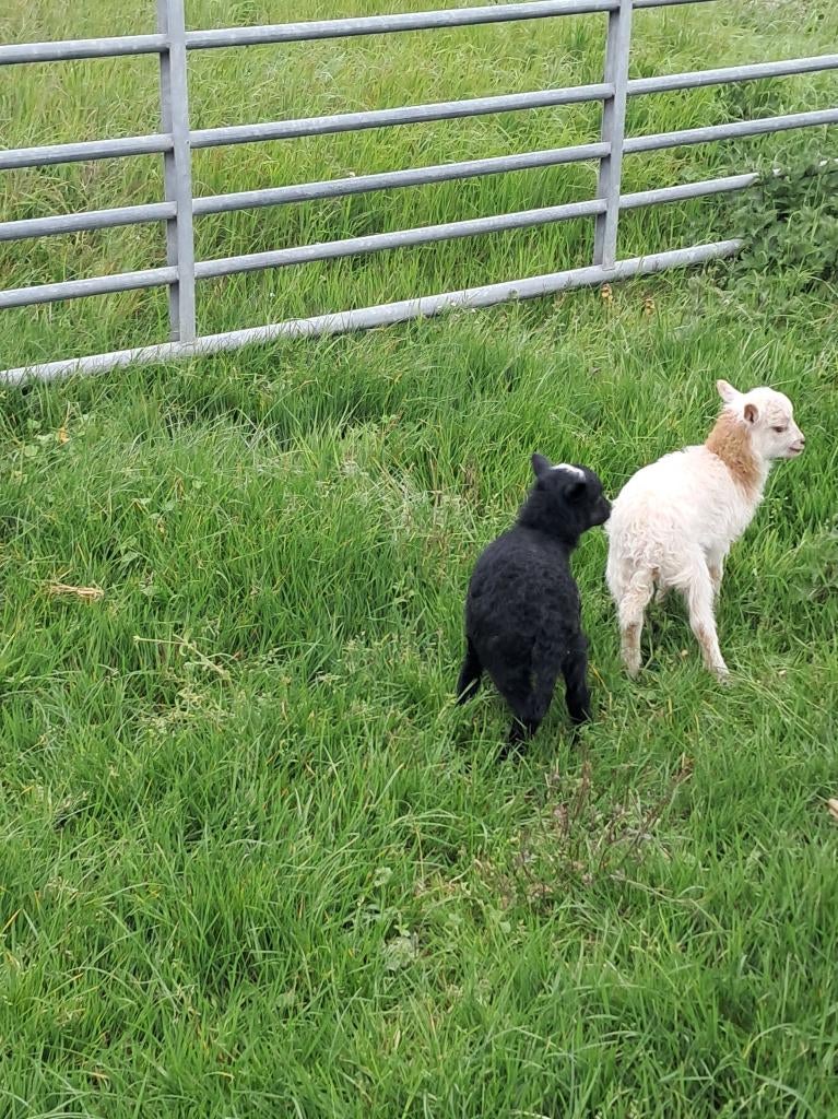 2 Ouessant lammetjes, Schaap