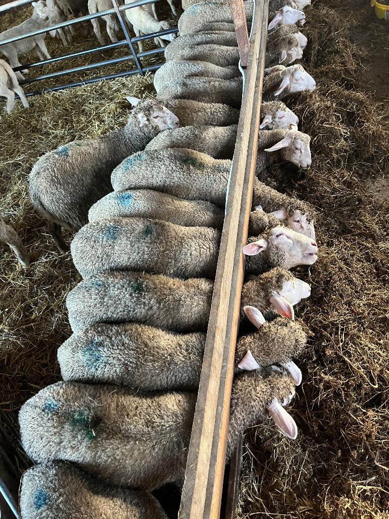 Moutons agneaux, Meerdere dieren, Schaap, 0 tot 2 jaar