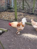 Haan, Dieren en Toebehoren, Mannelijk, Kip