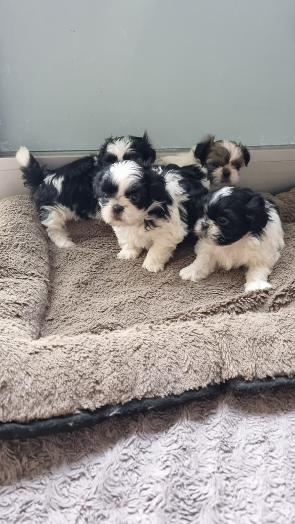 Shih-tzu pups, België, Fokker | Hobbymatig, Overige rassen, 8 tot 15 weken