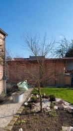 Japanse esdoorn + 2,5 meter acer, Tuin en Terras, Planten | Bomen, Ophalen, Herfst, In pot