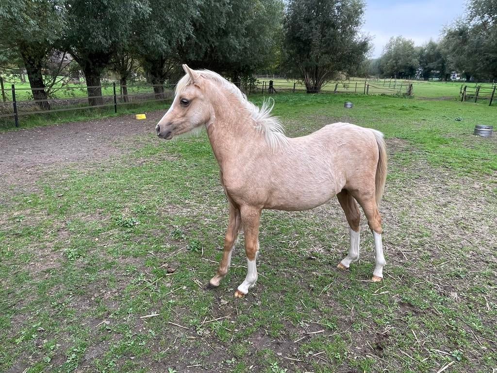 Prachtige welsh jaarling welsh merrie, Poney C (1.27 m à 1.37m), B, Avec pedigree, 0 à 2 ans