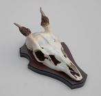 DAMHERT SPIES GEWEI OP HOUTEN SCHILD, Ophalen of Verzenden, Gebruikt, Hert, Gewei of Kop