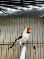 Chardonneret major, Dieren en Toebehoren, Mannelijk