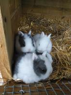 Dwergkonijntjes, Dieren en Toebehoren, Konijnen, Dwerg