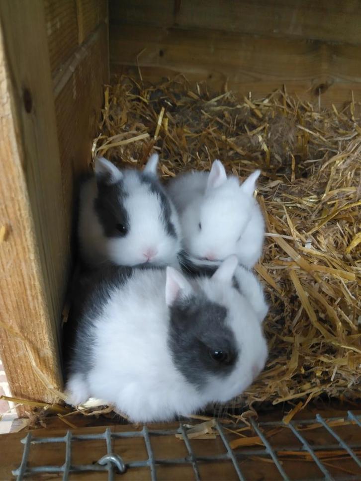 Dwergkonijntjes, Animaux & Accessoires, Lapins, Nain