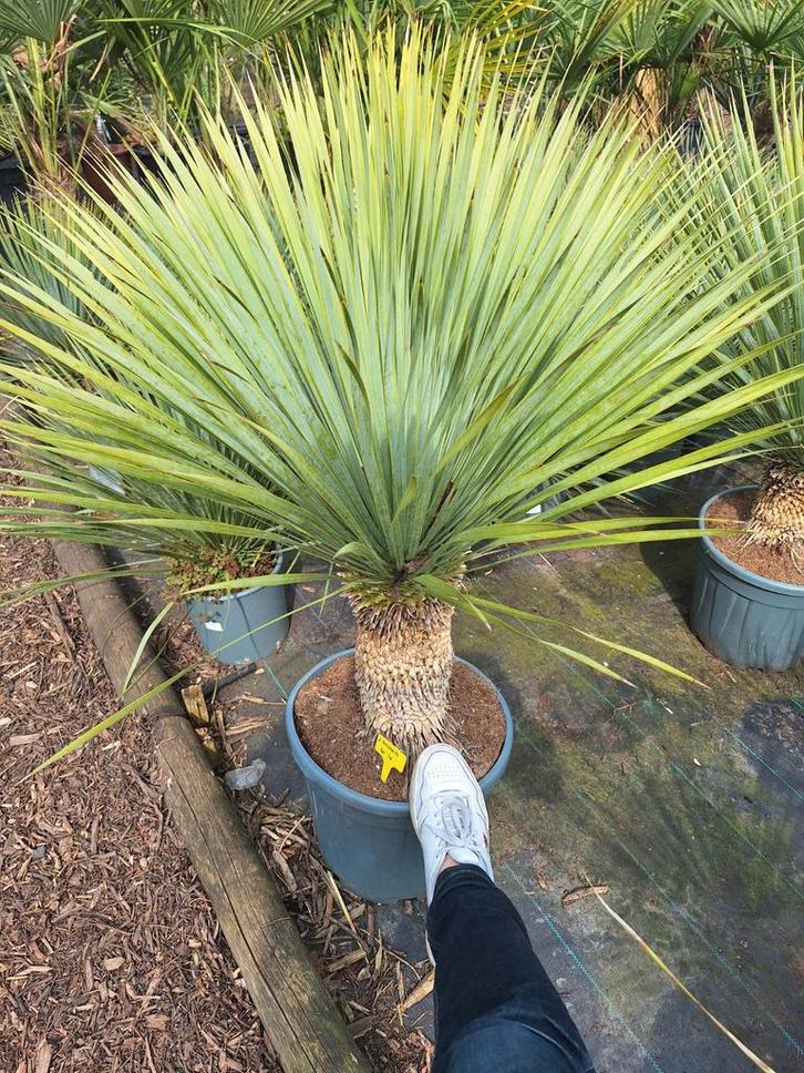 Yucca rostrata 95 euro, Tuin en Terras, Planten | Tuinplanten, Ophalen of Verzenden