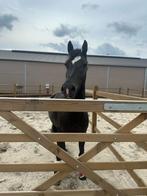 D pony te koop, Dieren en Toebehoren, Pony's, Merrie, D pony (1.37m tot 1.48m), Recreatiepony, 3 tot 6 jaar