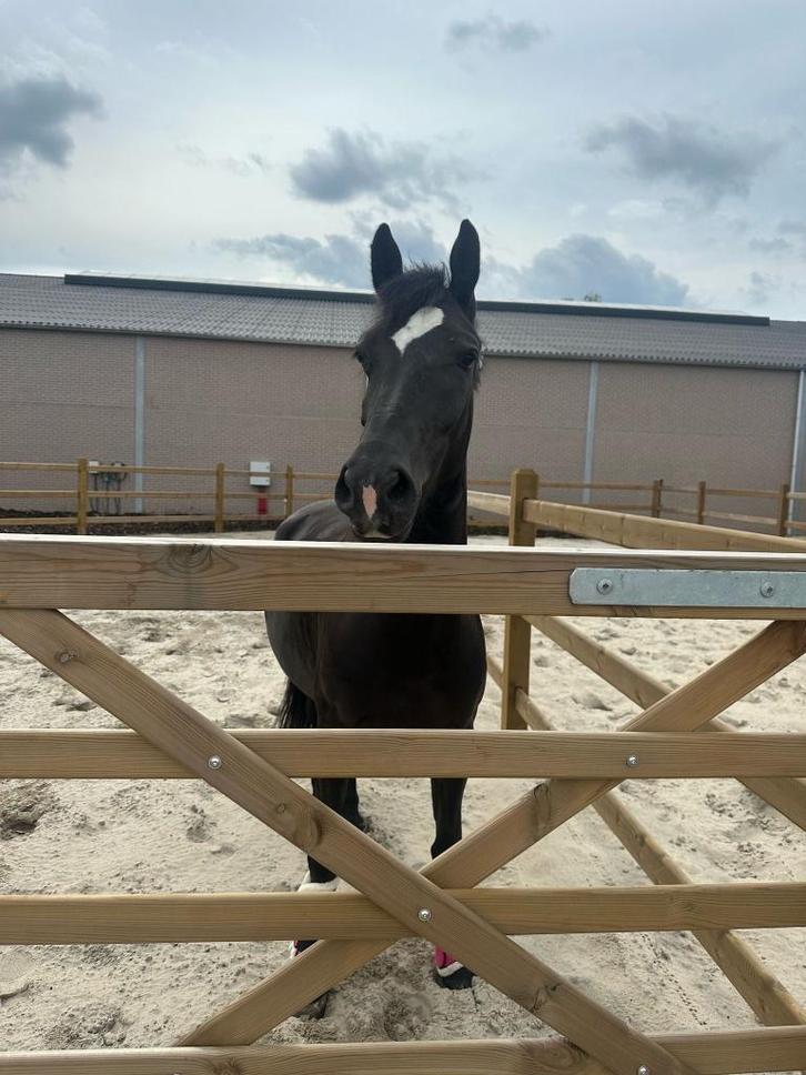 D pony te koop, Dieren en Toebehoren, Pony's, Merrie, D pony (1.37m tot 1.48m), Recreatiepony, 3 tot 6 jaar