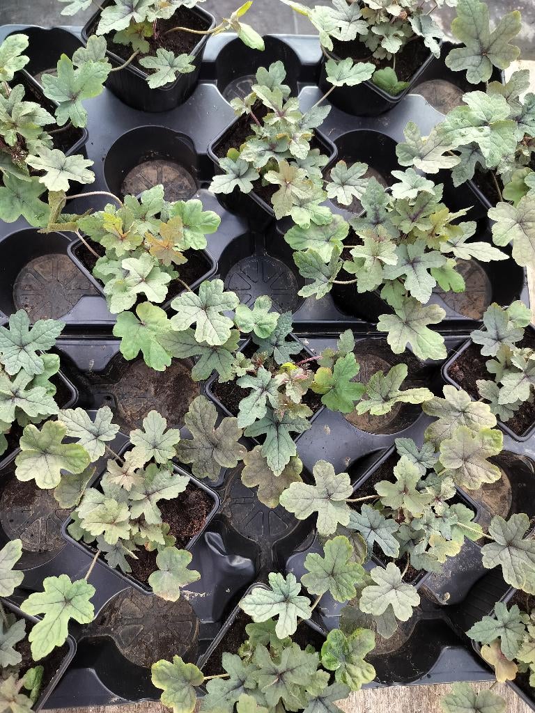 Tiarella Cordifolia Spring Symphony (schuimbloem), Ophalen, Bodembedekkers, Vaste plant, Halfschaduw