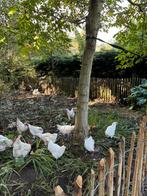 Broedeieren poule de bress, Poule ou poulet