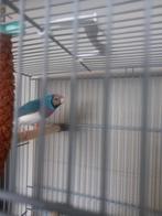 Blauwe gouldamadine te koop of te ruil., Dieren en Toebehoren