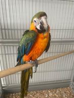 Catalina Ara man, Mâle, Perroquet, Parleur
