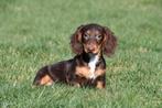 Langharige Teckel pups te koop, Dieren en Toebehoren, 15 weken tot 1 jaar, Buitenland, Dwerg, Langhaar