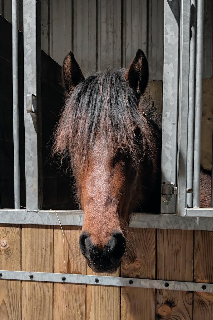 Pouliche 2ans en mai, Animaux & Accessoires, Chevaux, Jument, Ne s'applique pas, 160 à 165 cm, 0 à 2 ans, Cheval de récréation