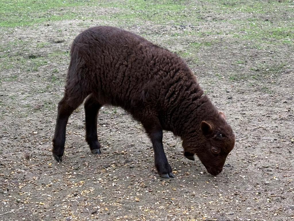 Ouessant ram, Mâle, Mouton, 0 à 2 ans