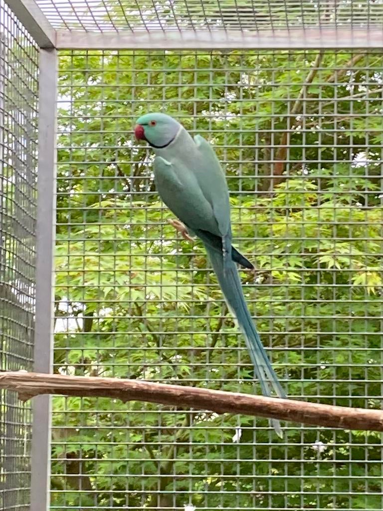Halsband aqua/wk/op, Dieren en Toebehoren, Vogels | Parkieten en Papegaaien