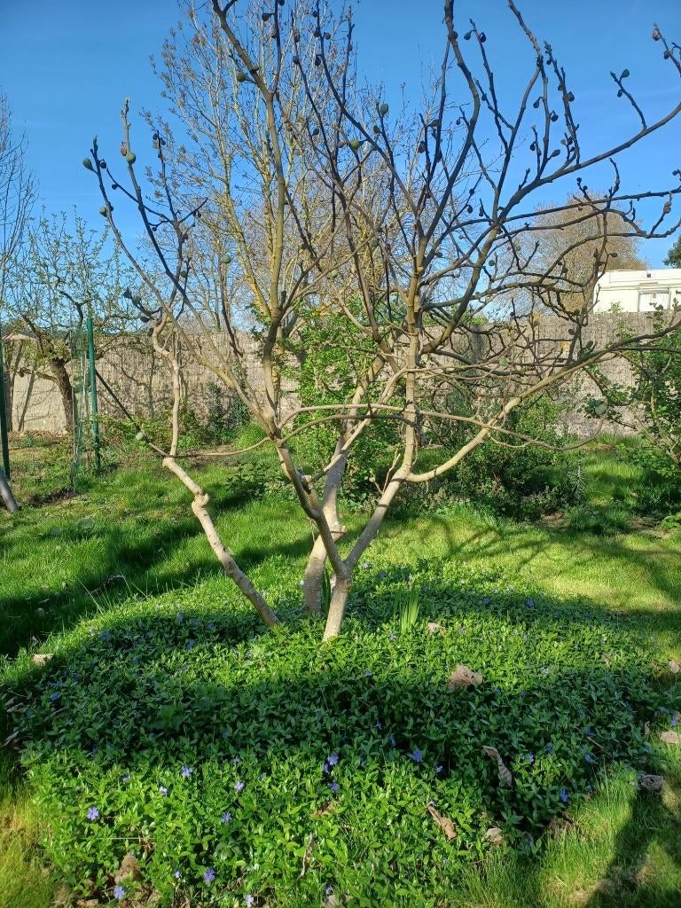 Vijgenbomen 2 meter hoog., Ophalen, Volle zon, Vijgenboom, 100 tot 250 cm