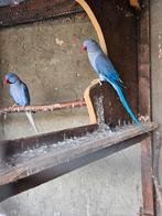 Perruche à collier, Animaux & Accessoires, Perruche