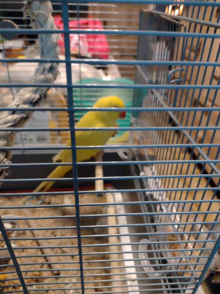 Halsbandparkiet, Animaux & Accessoires, Oiseaux | Perruches & Perroquets, Perruche, Mâle, Parleur, Domestique, Bagué