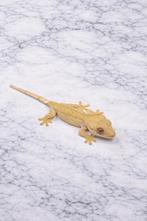 Wimpergekko gecko a crete