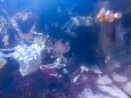 zeeaquarium redsea reefer 425xl., Dieren en Toebehoren, Vissen | Aquaria en Toebehoren, Ophalen, Red Sea, Gevuld zeewateraquarium