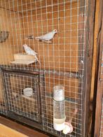 Koppeltje witte diamantduifjes, Dieren en Toebehoren, Vogels | Duiven