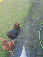 Te koop aracuna haan