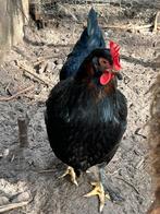 Marans kruising., Femelle, Poule ou poulet