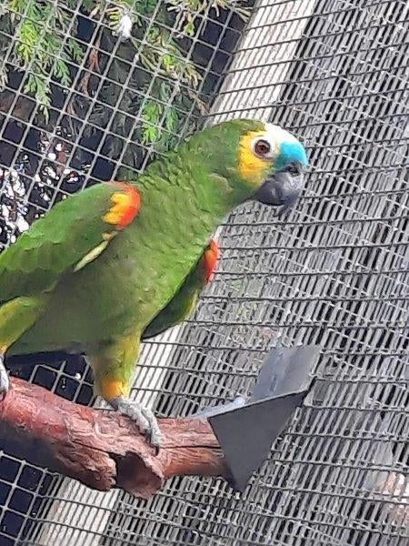 3 Blauwvoorhoofd-amazone-papegaaien en een..., Dieren en Toebehoren, Vogels | Parkieten en Papegaaien, Papegaai, Mannelijk