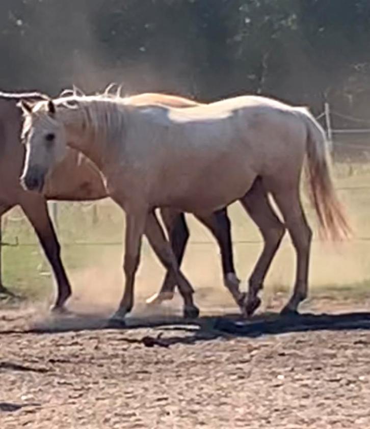 Ruin, Dieren en Toebehoren, Paarden, Ruin