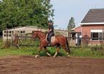 dressuurpaard te koop, Dieren en Toebehoren, Paarden, Met stamboom, Ruin, Dressuurpaard, L
