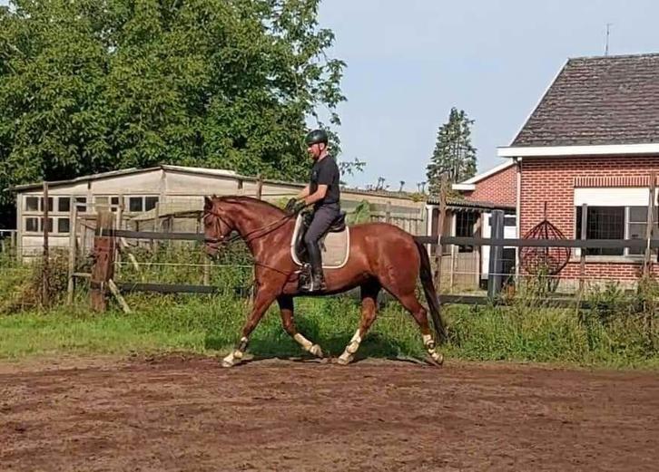 dressuurpaard te koop, Dieren en Toebehoren, Paarden, Ruin, L, 160 tot 165 cm, 11 jaar of ouder, Dressuurpaard, Met stamboom, Gechipt
