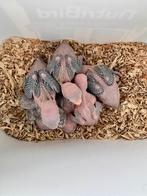 Halsband parkieten baby, Dieren en Toebehoren