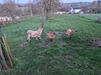 Kameroen schapen, Dieren en Toebehoren, Schapen, Geiten en Varkens, Meerdere dieren, Schaap