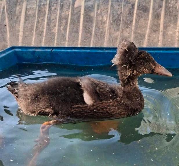 Leuke loop eend met kuif te koop (mannetje/woerd), Dieren en Toebehoren, Pluimvee, Eend