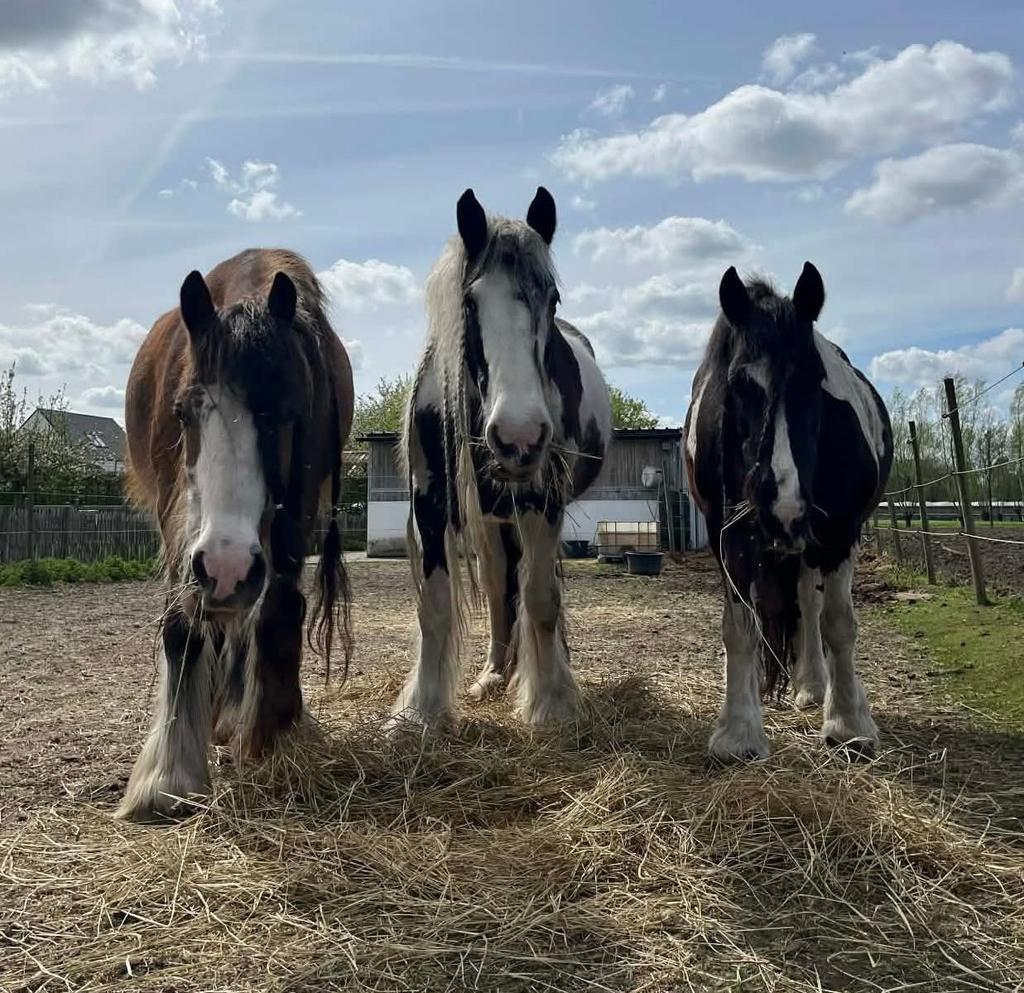 Verzog(st)er gezocht!, Dieren en Toebehoren