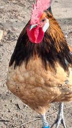 kippen, Dieren en Toebehoren, Pluimvee, Mannelijk, Kip