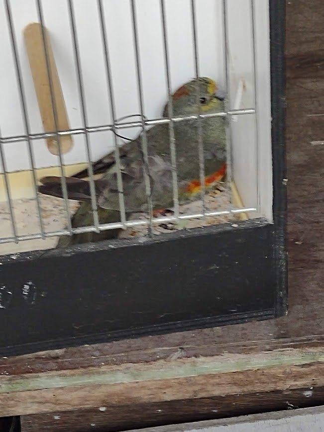 parkieten, Dieren en Toebehoren, Geringd